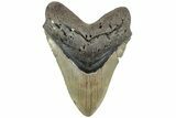 Fossil Megalodon Tooth - North Carolina #226485-1